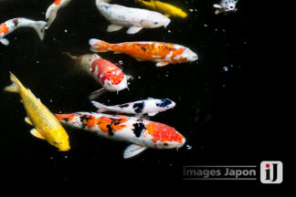 Photo carpes koi